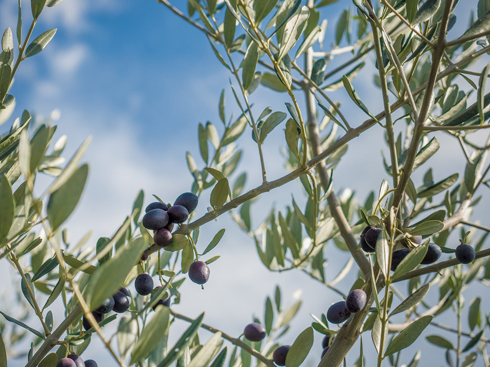 Olives, Tuscany, 2016 - Photograph by Jeff Curto