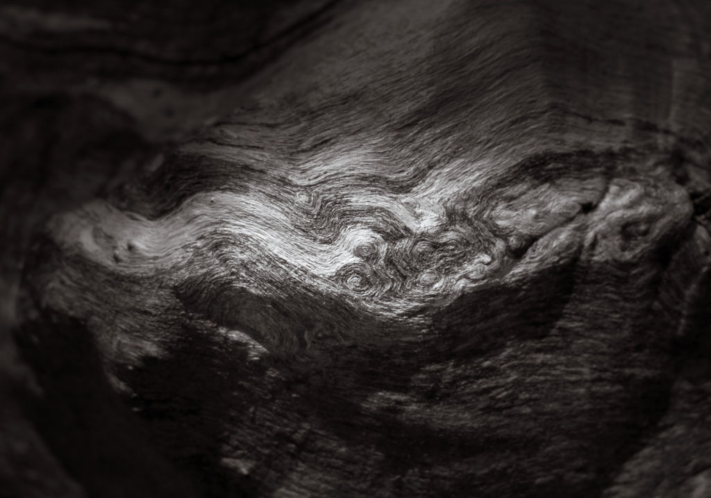 Starry Night (weathered log) - Glacial Park, McHenry, IL 2018 - Photograph by Jeff Curto